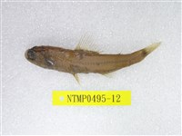 藏品(奈氏眼眶魚)的圖片